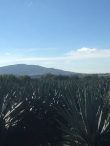 agave-fields